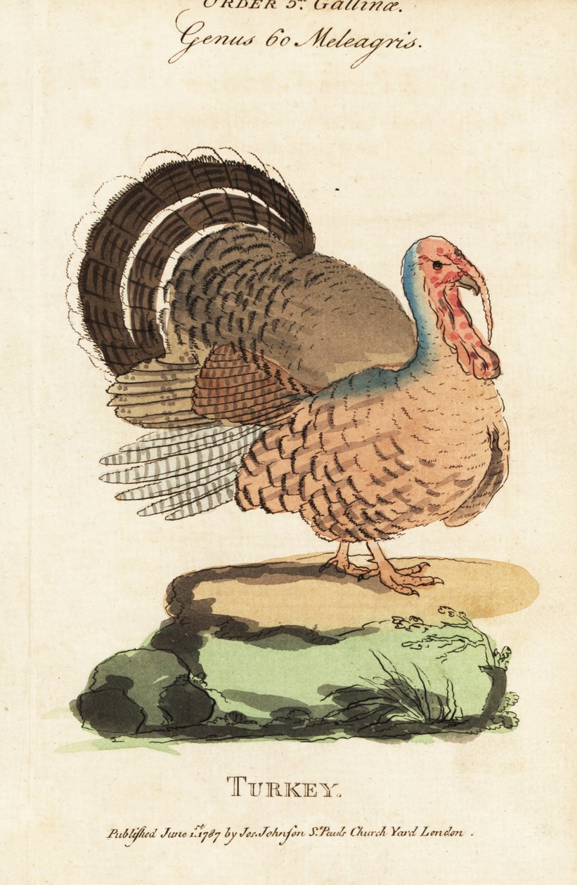 Turcja, Meleagris gallopavo autorstwa (after) English School