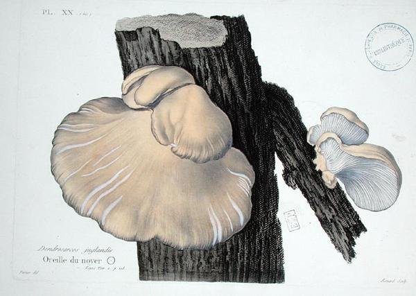 Dendrosarcos juglandis, tablica 20 z "Iconographie des Champignons de J.J. Paulet" J.H. Leveille