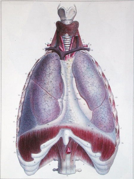 Anatomia płuc, z „Manuel d