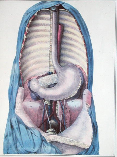 Anatomia przełyku i żołądka, z „Manuel d
