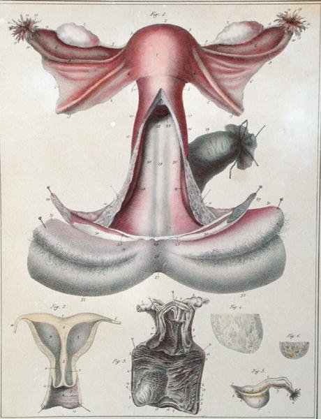 Anatomia macicy, z „Manuel d
