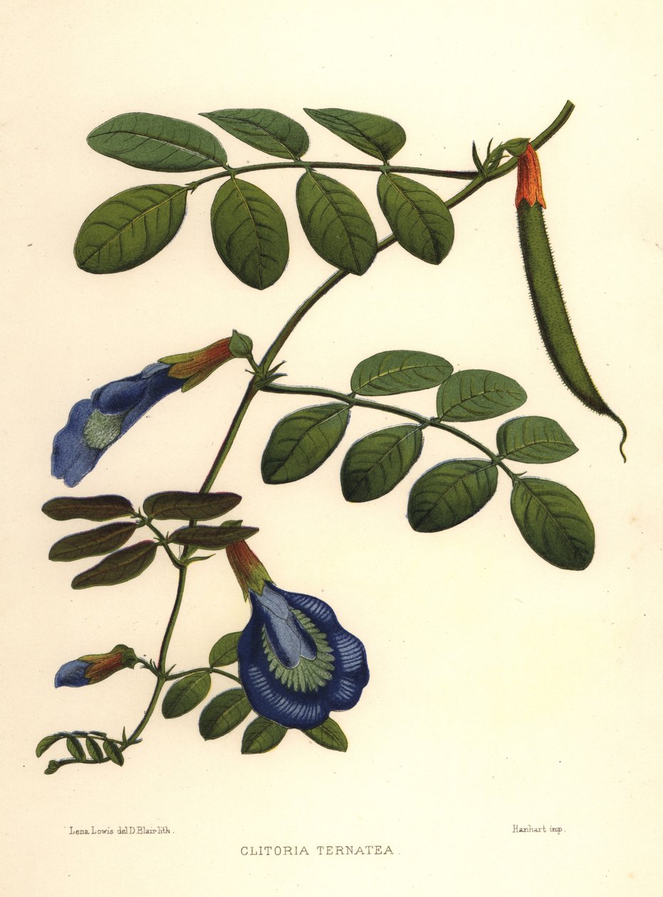 gołębie azjatyckie, groszek motylkowy lub groszek Darwina, Clitoria ternatea autorstwa Unknown
