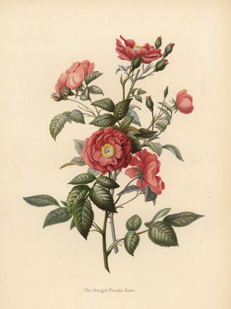 Róża bengalska z Florydy, Rosa chinensis (Rosa bengalensis) autorstwa Unknown