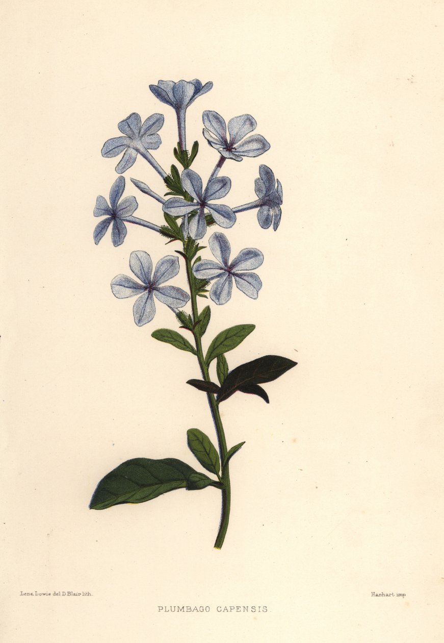 Ołownik niebieski lub Cape leadwort, Plumbago auriculata (Plumbago capensis) autorstwa Unknown