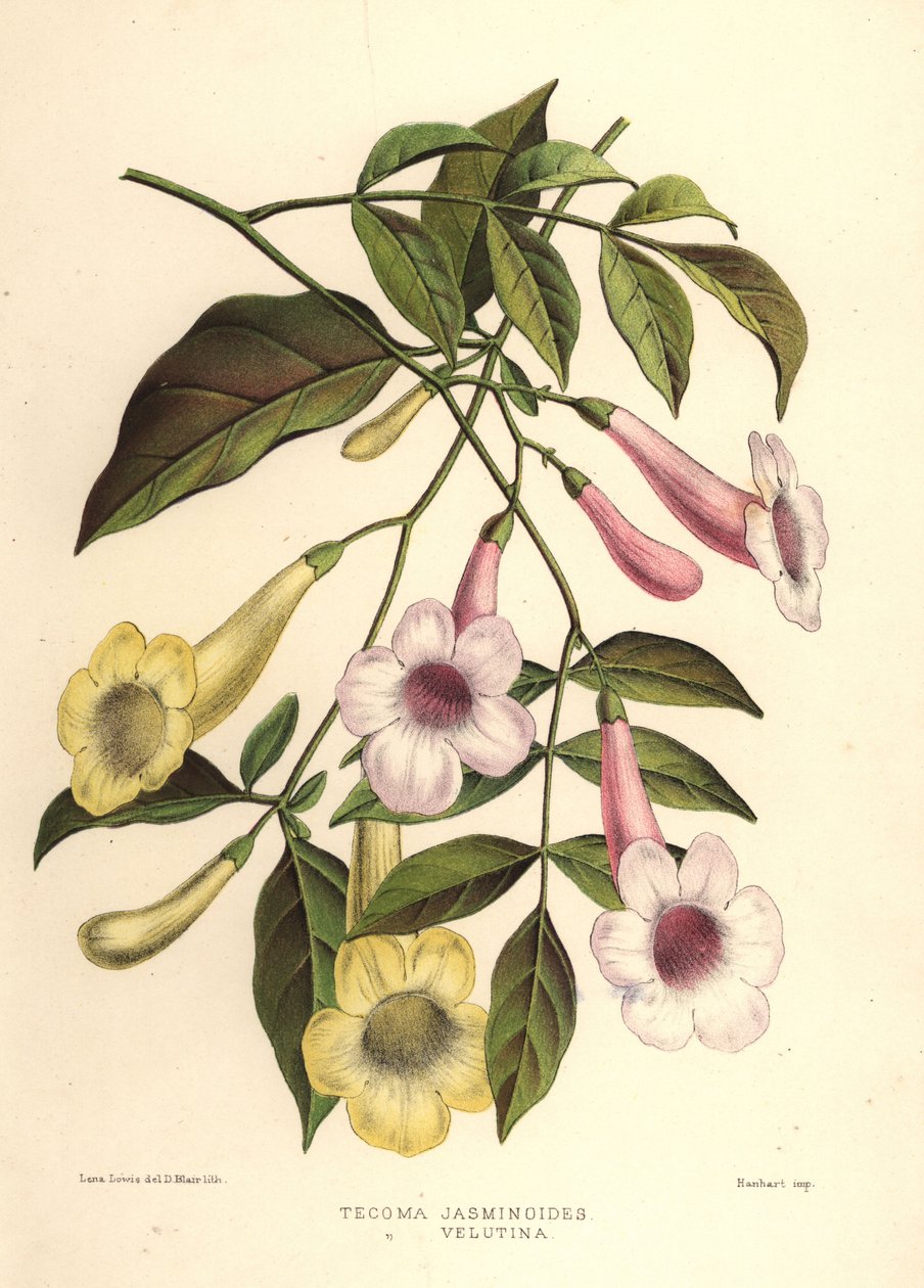 Altana piękna, Pandorea jasminoides (Tecoma jasminoides) i żółta trąbka, Tecoma stans (Tecoma velutina) autorstwa Unknown