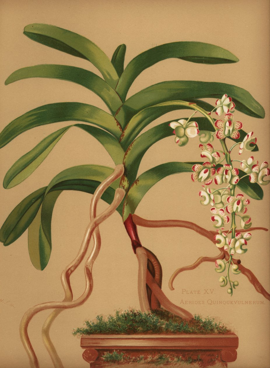 Storczyk koci ogon lub lisica, Aerides quinquevulnera autorstwa Unknown