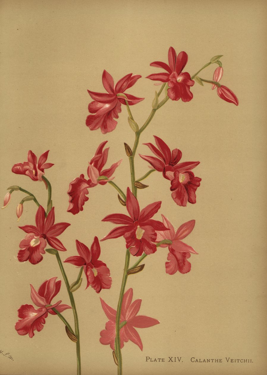 Hybryda świątecznej orchidei, Calanthe x veitchii autorstwa Unknown