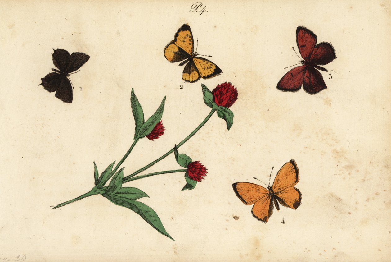 Błękit akacji zwyczajnej, Polyommatus icarus 1, pasmo włosów prowansalskich, Tomares ballus 2, miedź purpurowa, Lycaena hippothoe 3 i miedź rzadka, Lycaena virgaureae 4 autorstwa Unknown