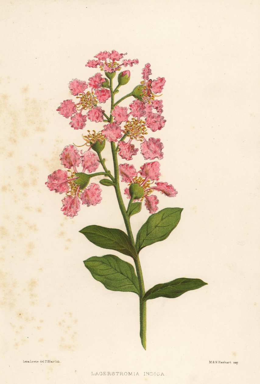 Mirt krepowy, Lagerstromia indica autorstwa Unknown