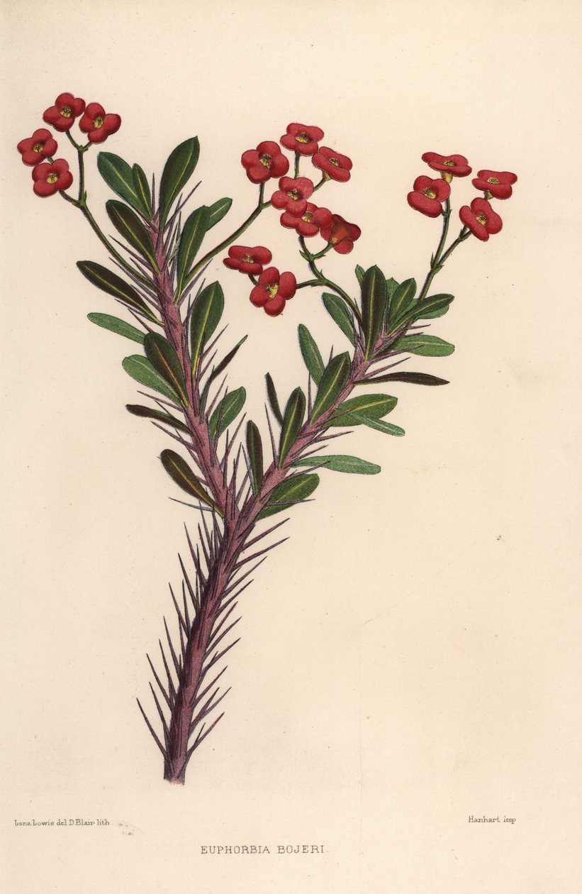 Korona cierniowa , Euphorbia milii ( Euphorbia bojeri ) autorstwa Unknown