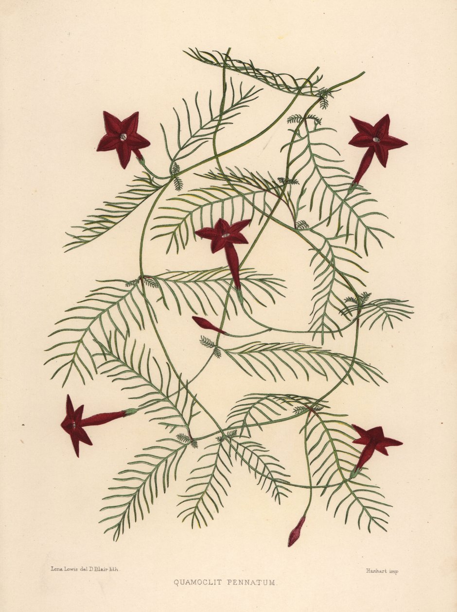 Cypress winorośl lub powój cypressvine, Ipomoea quamoclit (Quamoclit pennatum) autorstwa Unknown