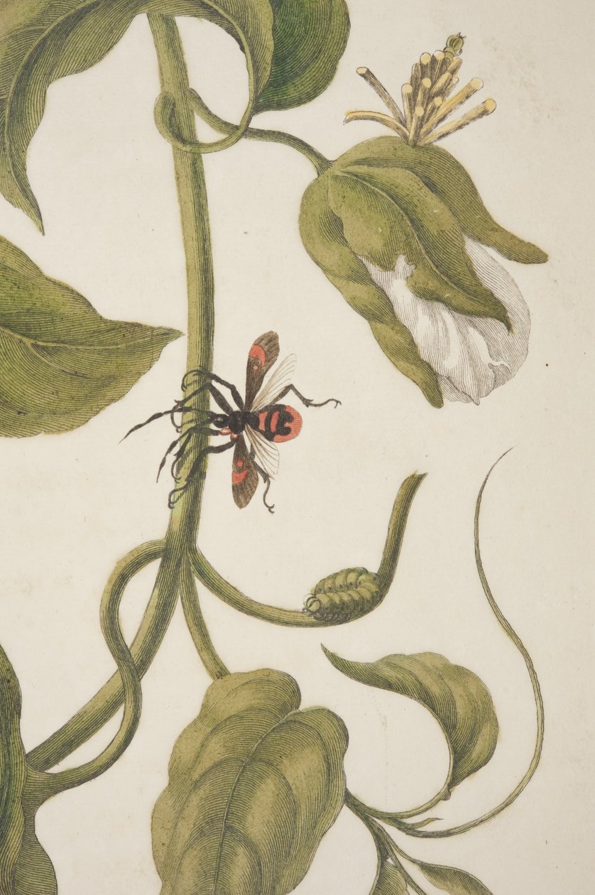Fragment płyty XXI z Metamorphosis Insectorum Surinamensium autorstwa Marii Sibylli Merian, 1705 autorstwa Unknown