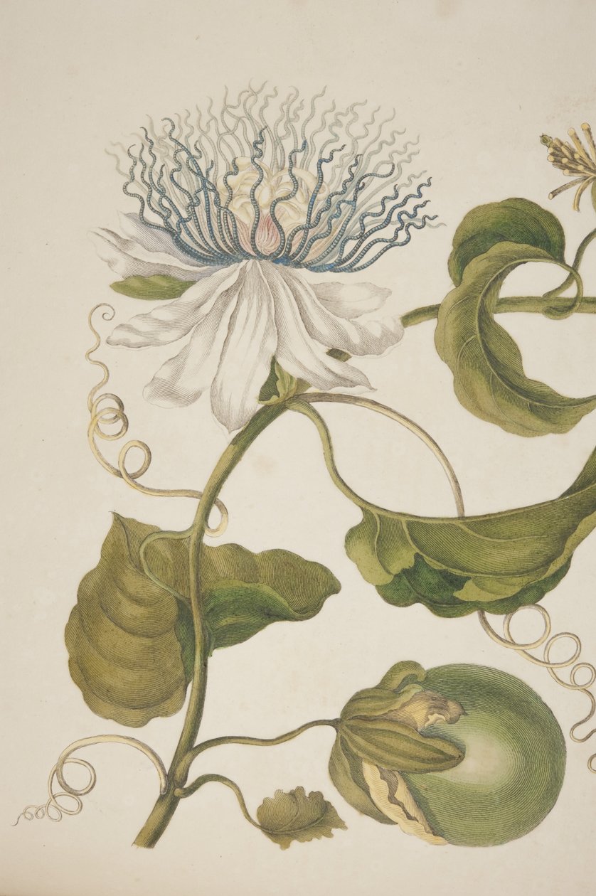 Fragment płyty XXI z Metamorphosis Insectorum Surinamensium autorstwa Marii Sibylli Merian, 1705 autorstwa Unknown