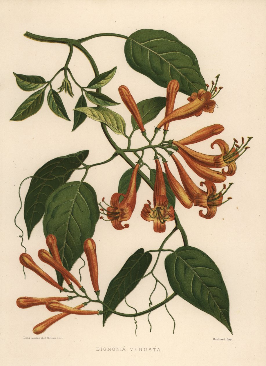 Pyrostegia venusta (Bignonia venusta) autorstwa Unknown