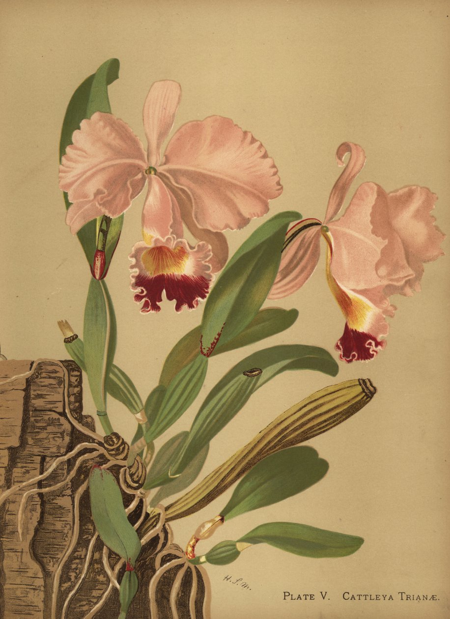 Flor de Mayo lub bożonarodzeniowa orchidea, Cattleya trianae autorstwa Unknown