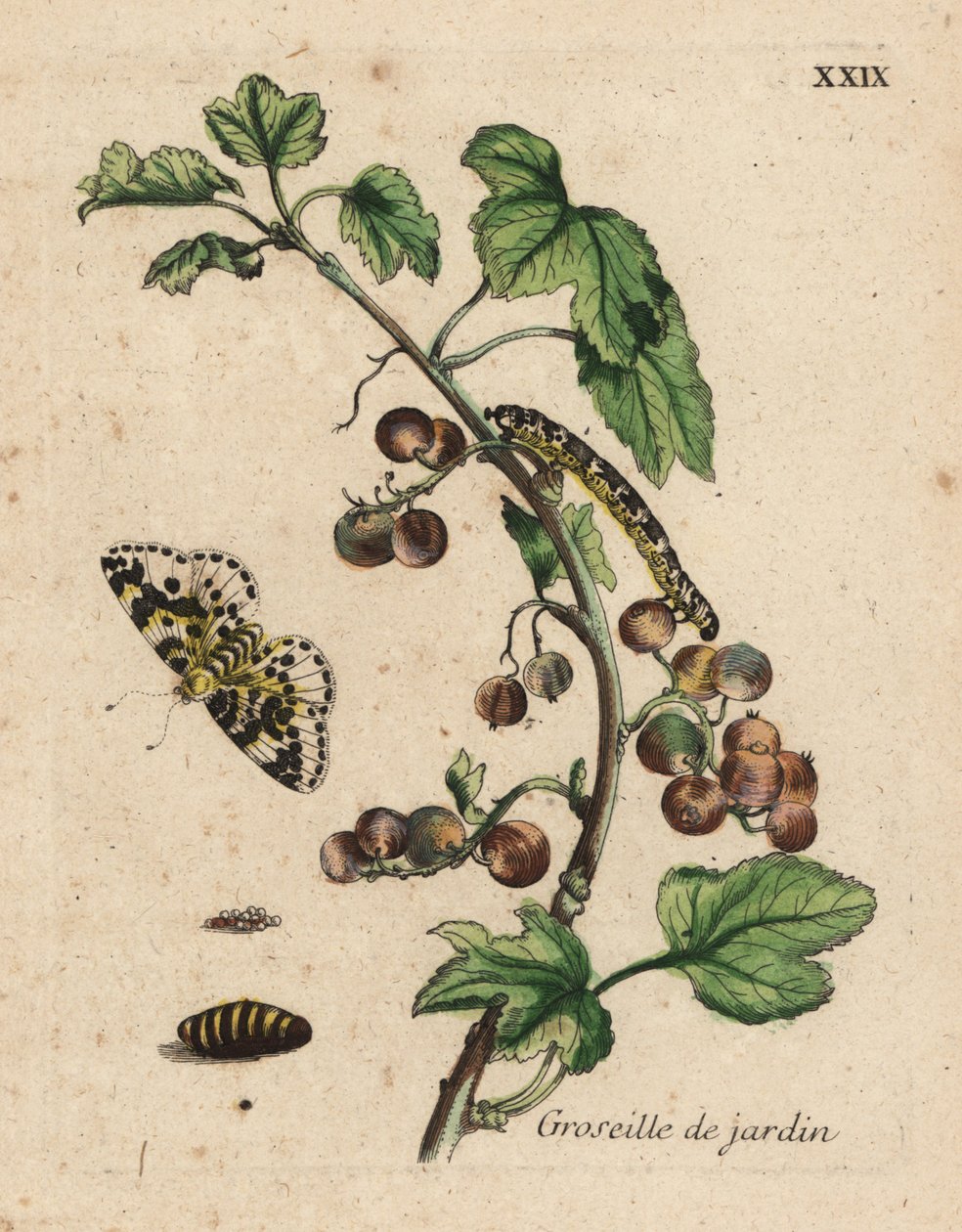 Agrest, groseille de jardin, Ribes uva-crispa z ćmą, gąsienicą i poczwarką, Talerz XXIX autorstwa Unknown