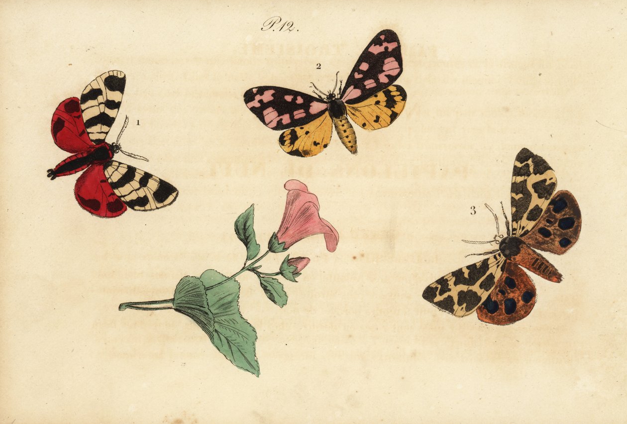 Ćma tygrysia Hebe, Arctia festiva 1, Tygrys plamisty, Epicalia villica 2 i Ćma Tygrysia ogrodowa, Arctia caja 3. Ecaille hebe, Ecaille fermiere, Ecaille martre autorstwa Unknown