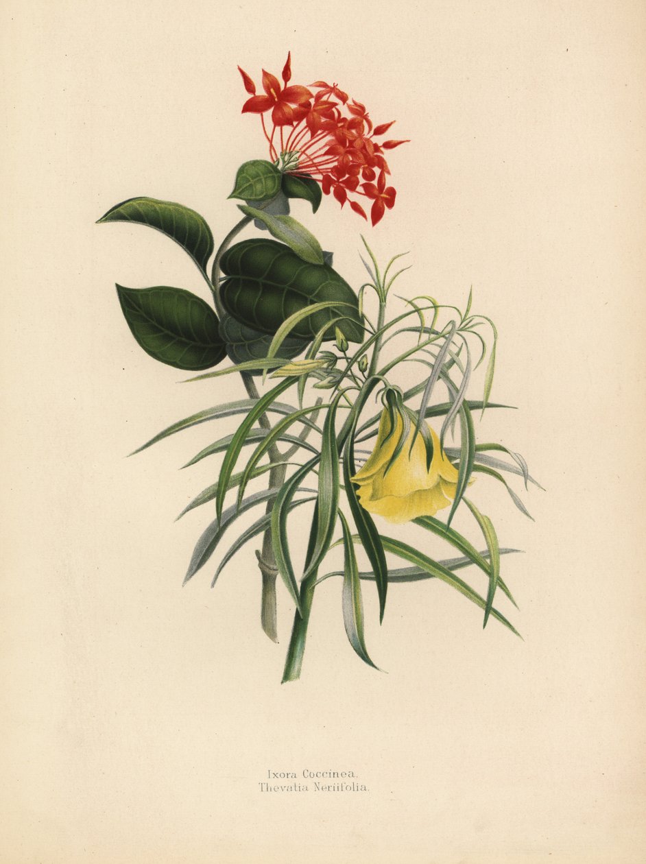 Geranium z dżungli, Ixora coccinea i żółty oleander, Thevetia neriifolia, Cascabela thevetia autorstwa Unknown