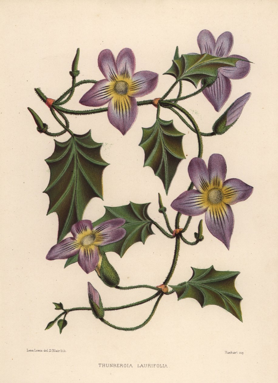 Laurel clockvine lub blue trąbka winorośli, Thunbergia laurifolia autorstwa Unknown