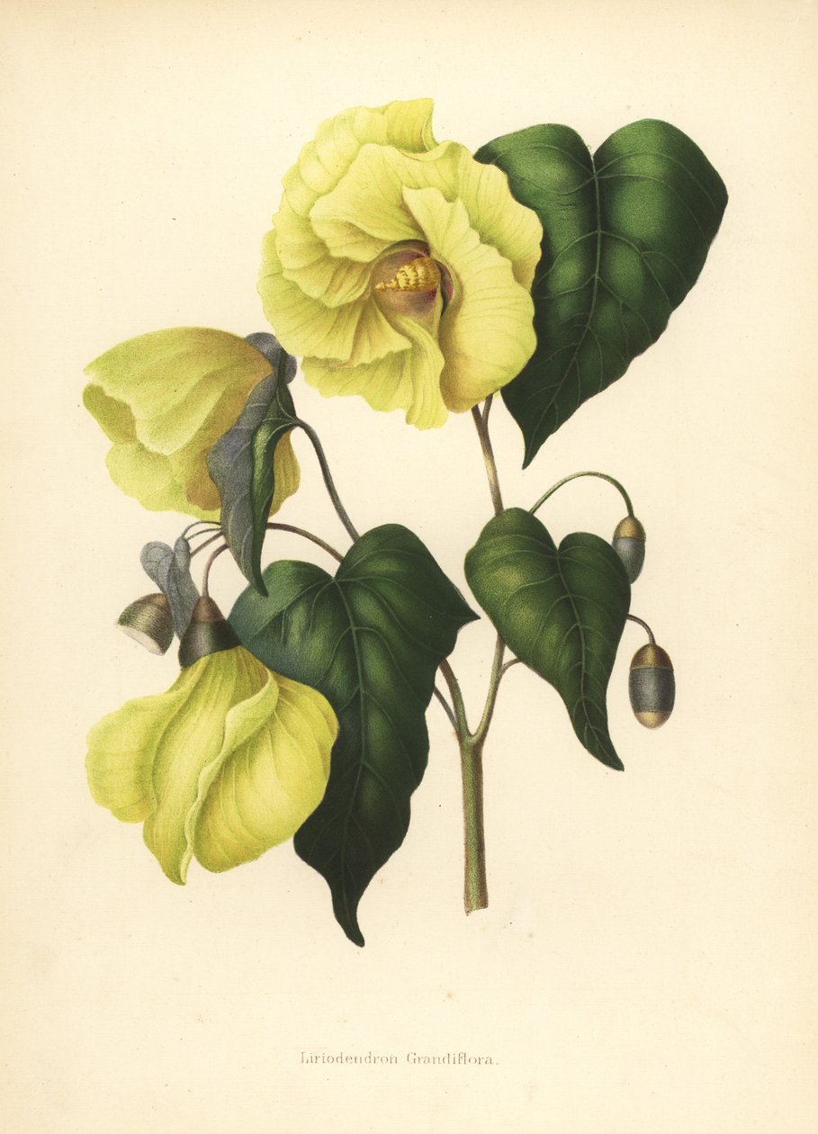 Magnolia pterocarpa wymarła autorstwa Unknown
