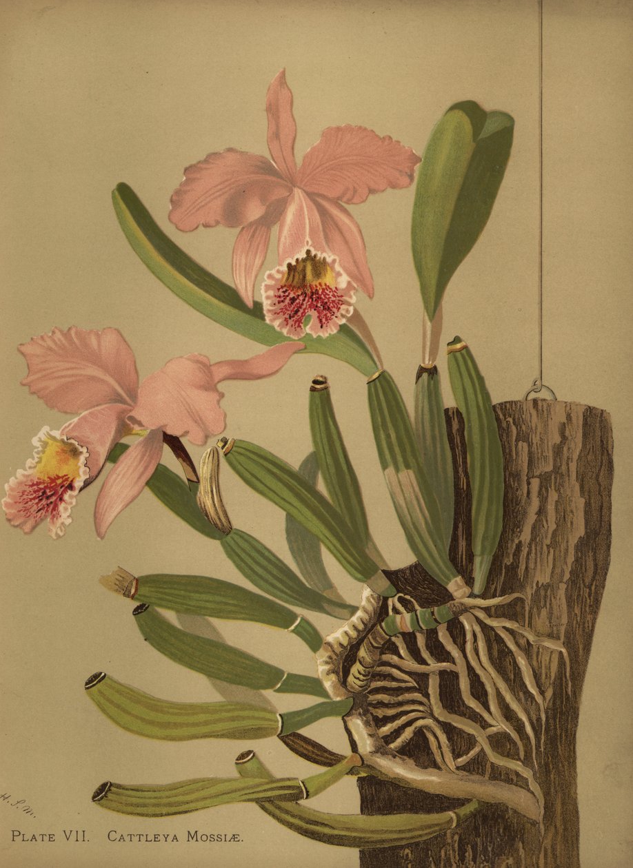 Cattleya mossiae lub storczyk wielkanocny, Cattleya mossiae autorstwa Unknown