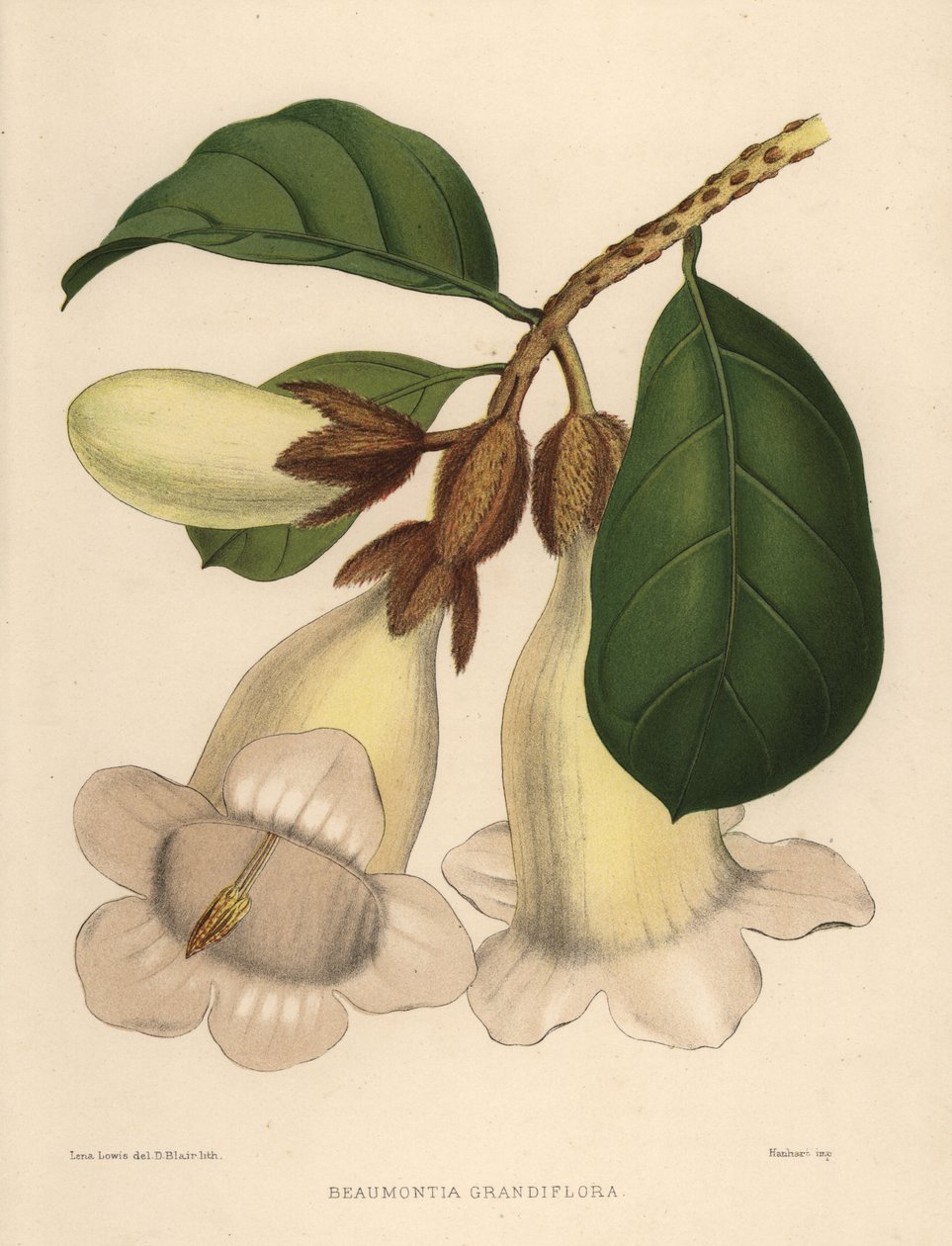 Nepal trąbka kwiat lub trąbka zwiastująca, Beaumontia grandiflora autorstwa Unknown