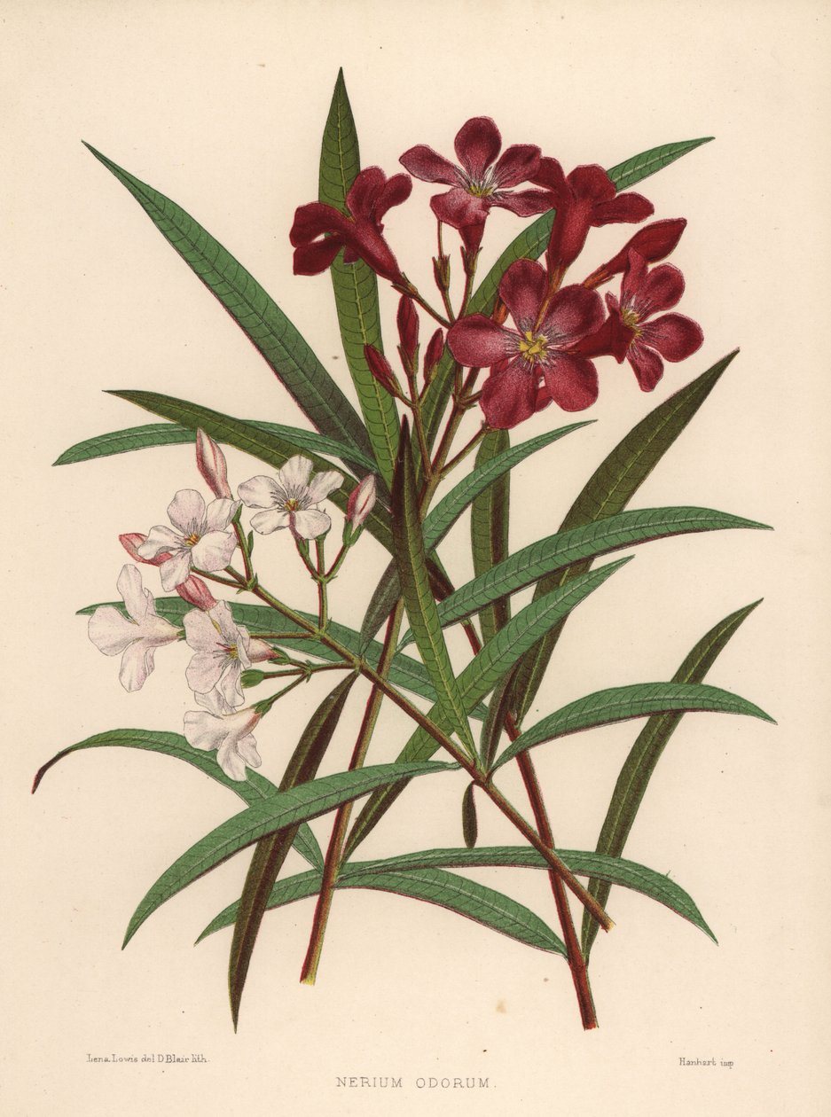 Nerium lub oleander, Nerium odorum (Nerium odorum) autorstwa Unknown
