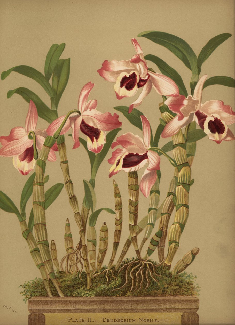 Szlachetna orchidea dendrobium, Dendrobium nobile autorstwa Unknown