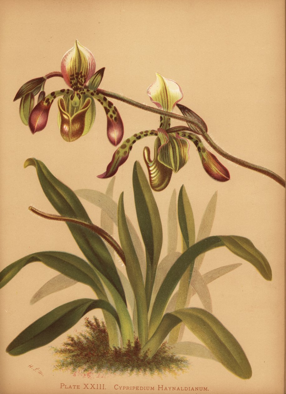 Storczyk Paphiopedilum haynaldianum (Cypripedium haynaldianum) autorstwa Unknown