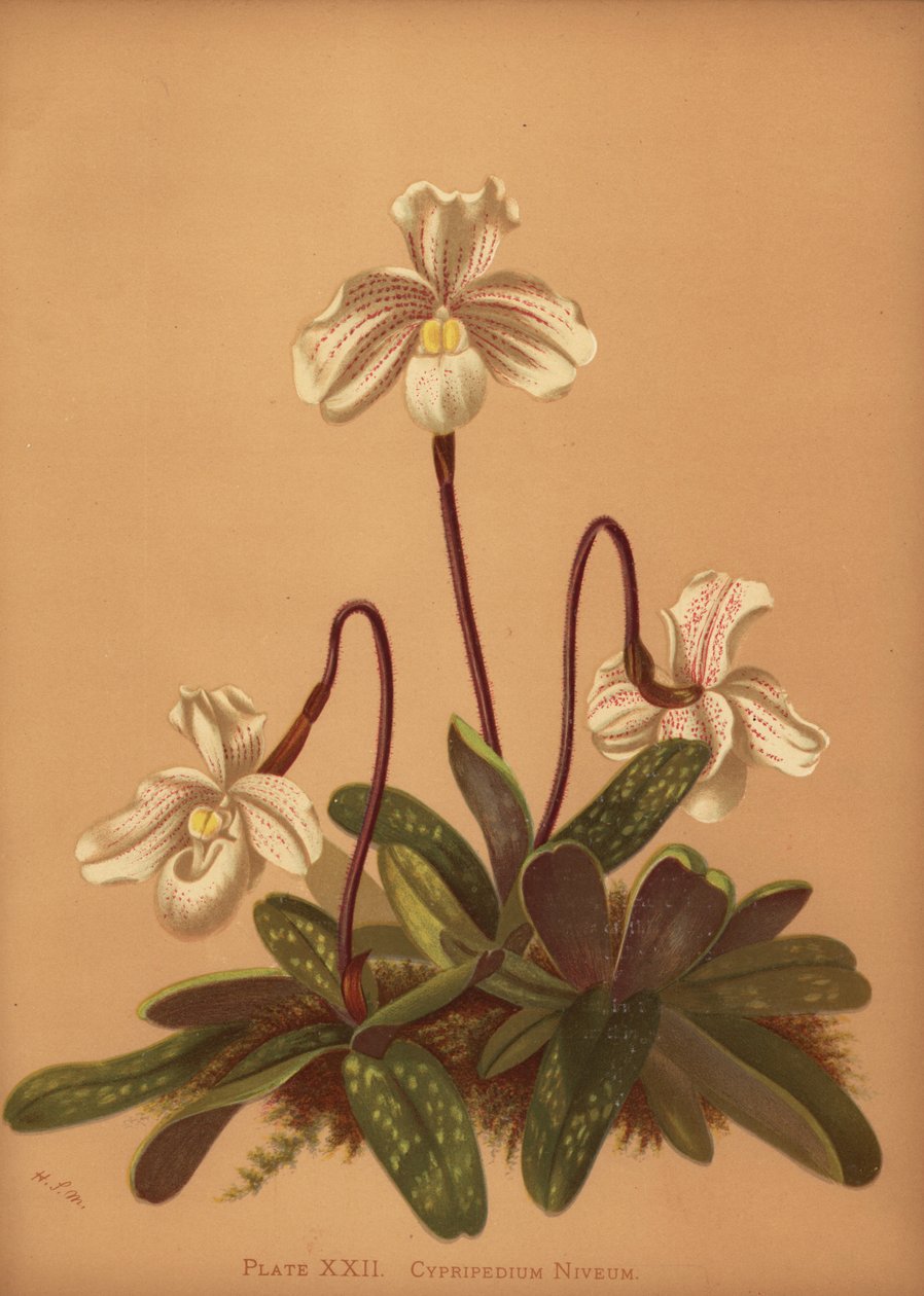 Storczyk Paphiopedilum niveum (Cypripedium niveum) autorstwa Unknown