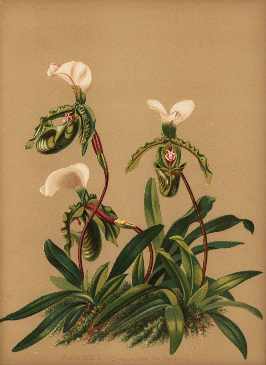Storczyk Paphiopedilum spicerianum (Cypripedium spicerianum) autorstwa Unknown