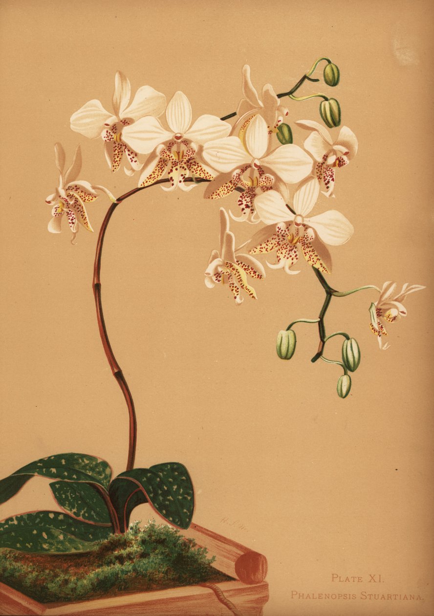 Phalaenopsis stuartiana orchidea autorstwa Unknown