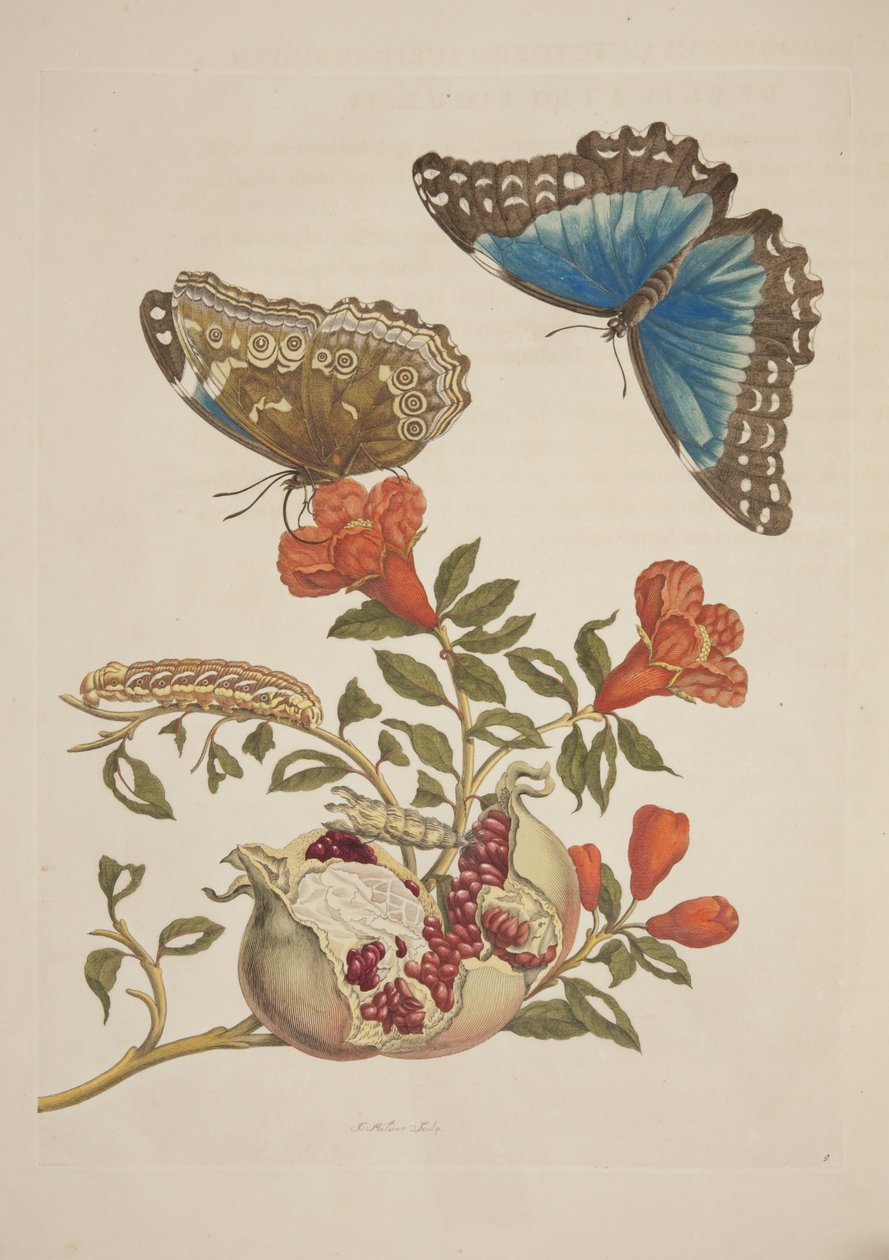 Tablica IX z Metamorfozy Owadów Surinamu Marii Sibylli Merian, 1705 autorstwa Unknown