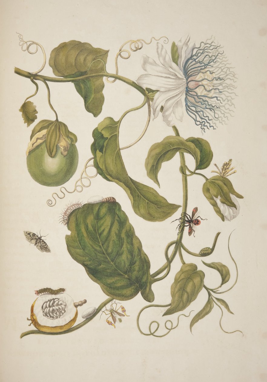 Tablica XXI z Metamorfozy Owadów Surinamu Marii Sibylli Merian, 1705 autorstwa Unknown