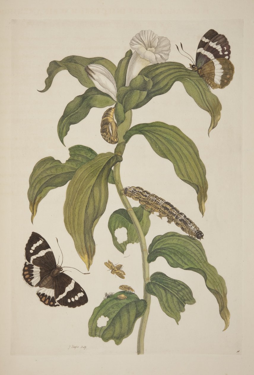 Tablica XXVI z Metamorfozy Owadów Surinamu Marii Sibylli Merian, 1705 autorstwa Unknown