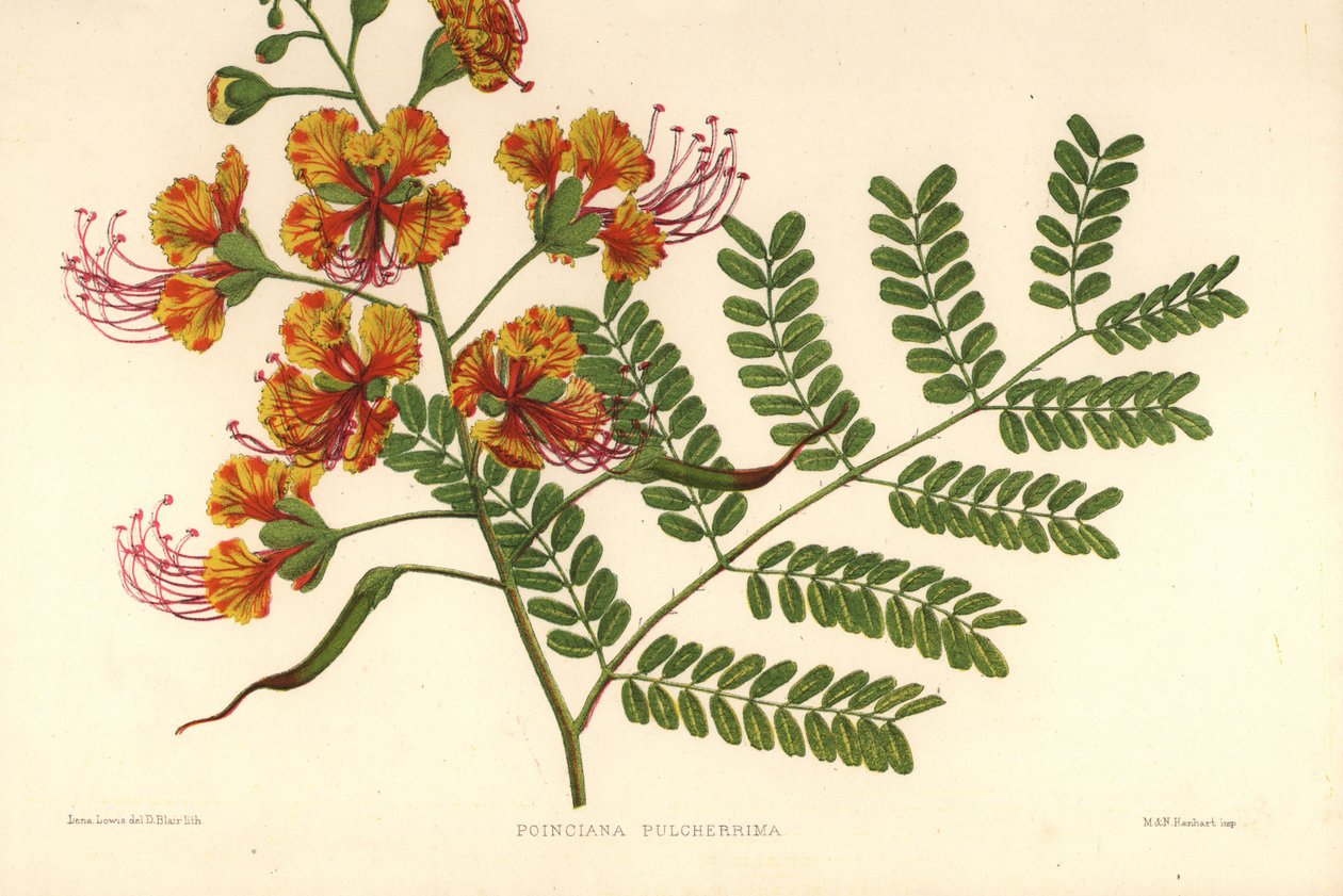 Poinciana, Caesalpinia pulcherrima (Poinciana pulcherrima) autorstwa Unknown