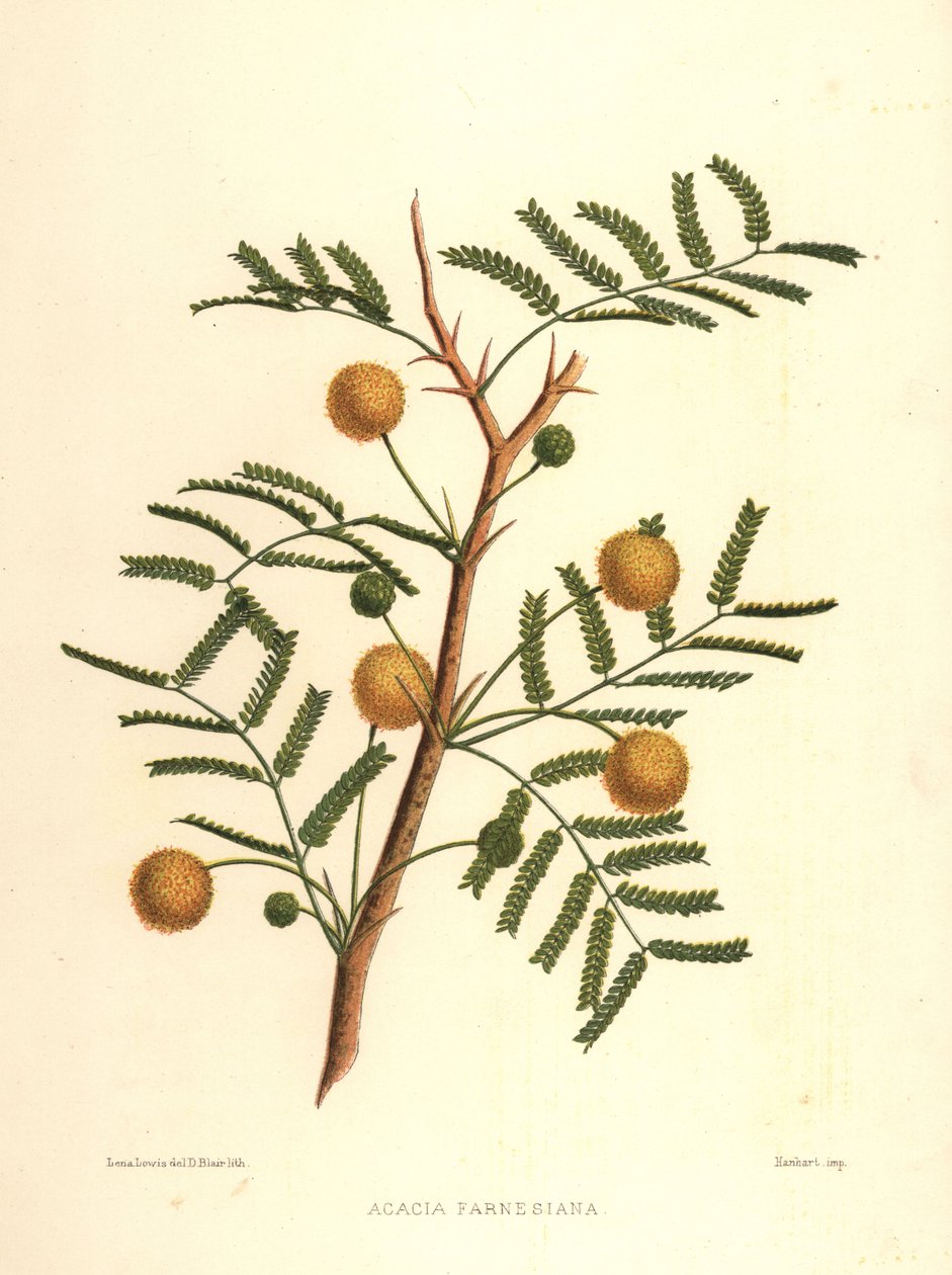 Słodka akacja lub krzew igłowy, Acacia farnesiana autorstwa Unknown