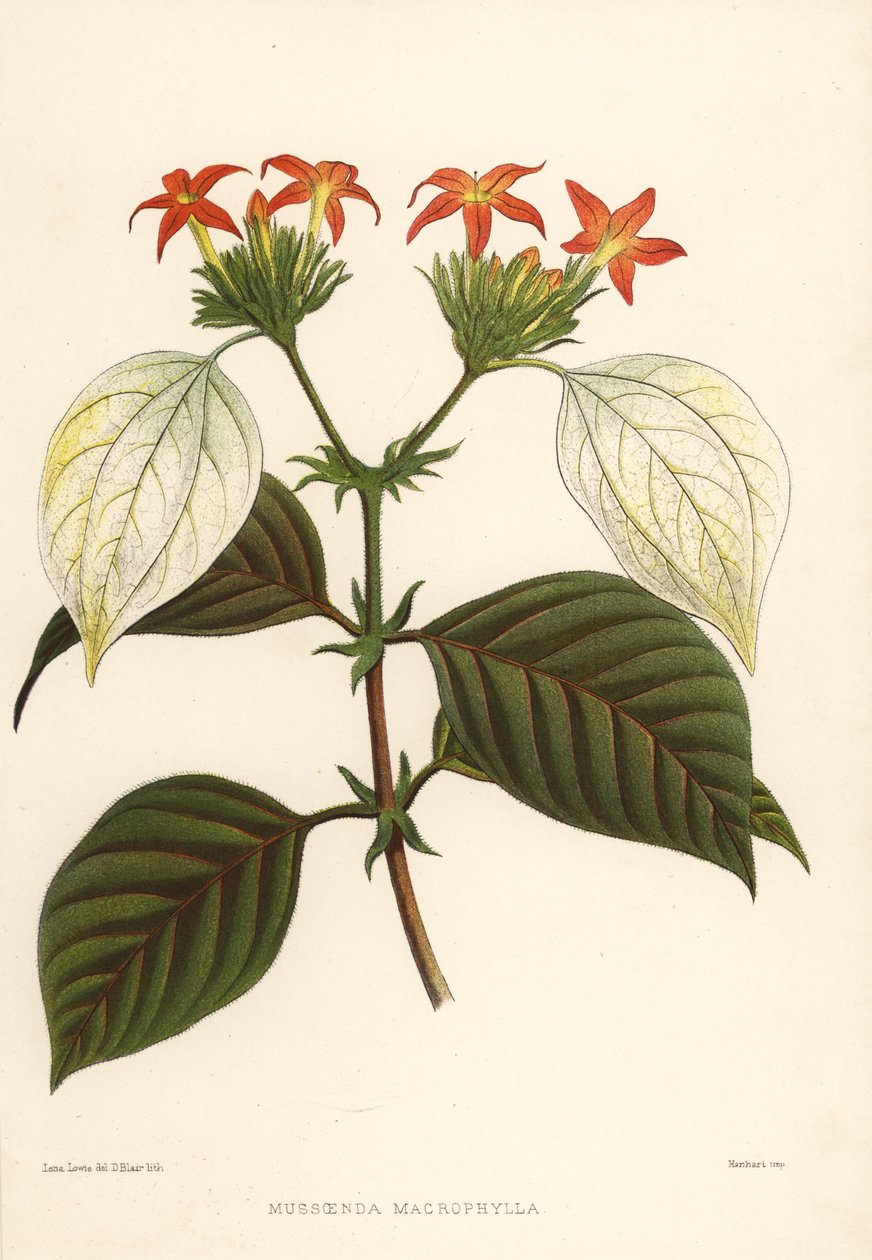 Słodki korzeń, Mussaenda macrophylla autorstwa Unknown