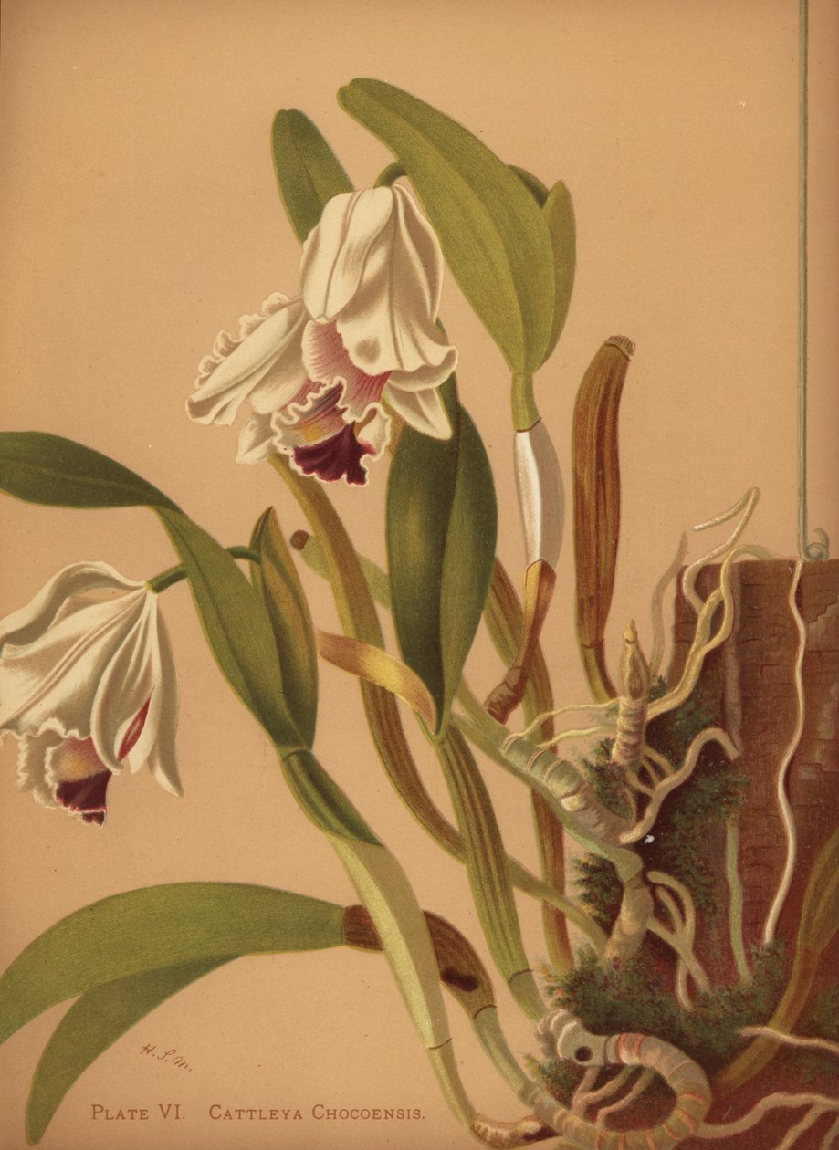 Piękne cattleya lub azuceny, Cattleya quadricolor autorstwa Unknown