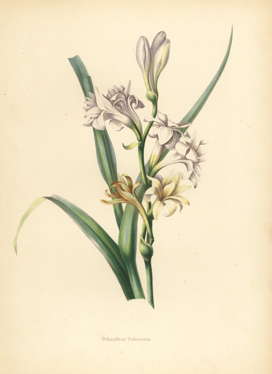 Tuberoza, Polanthes tuberosa (Polianthes tuberosa autorstwa Unknown