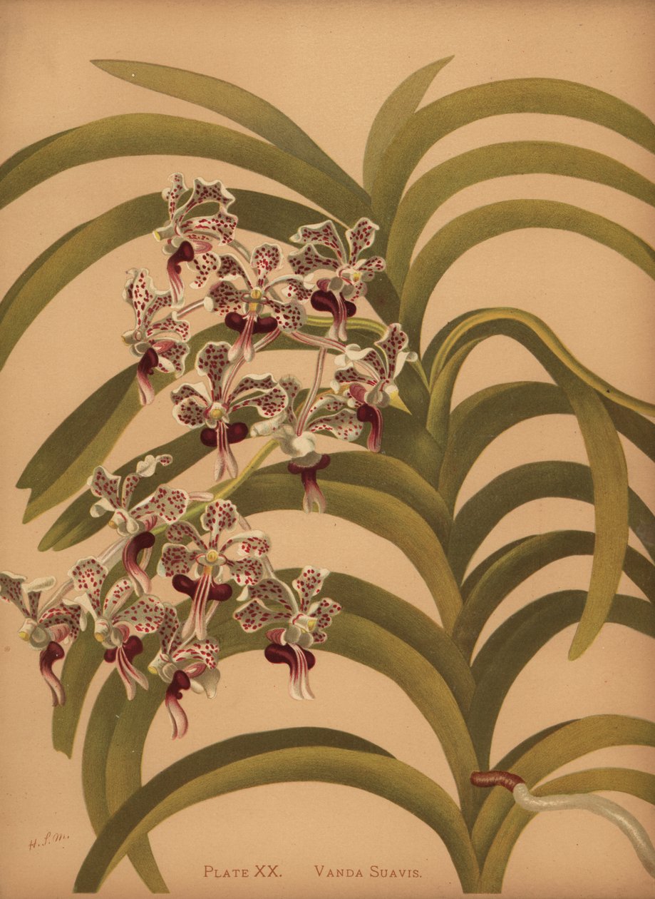 Vanda trójkolorowa var autorstwa Unknown