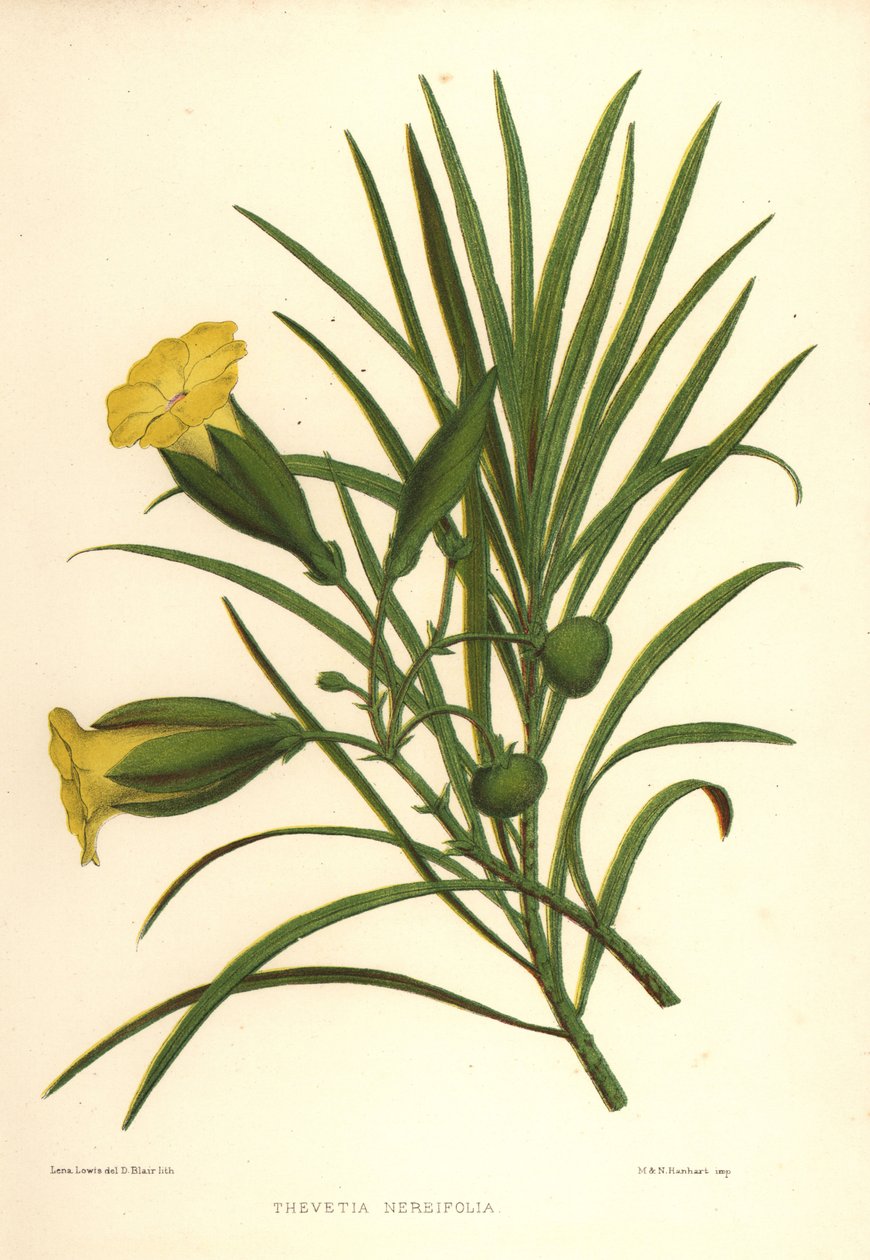 Żółty oleander lub szczęśliwy orzech, Thevetia neriifolia (Thevetia neriifolia) autorstwa Unknown