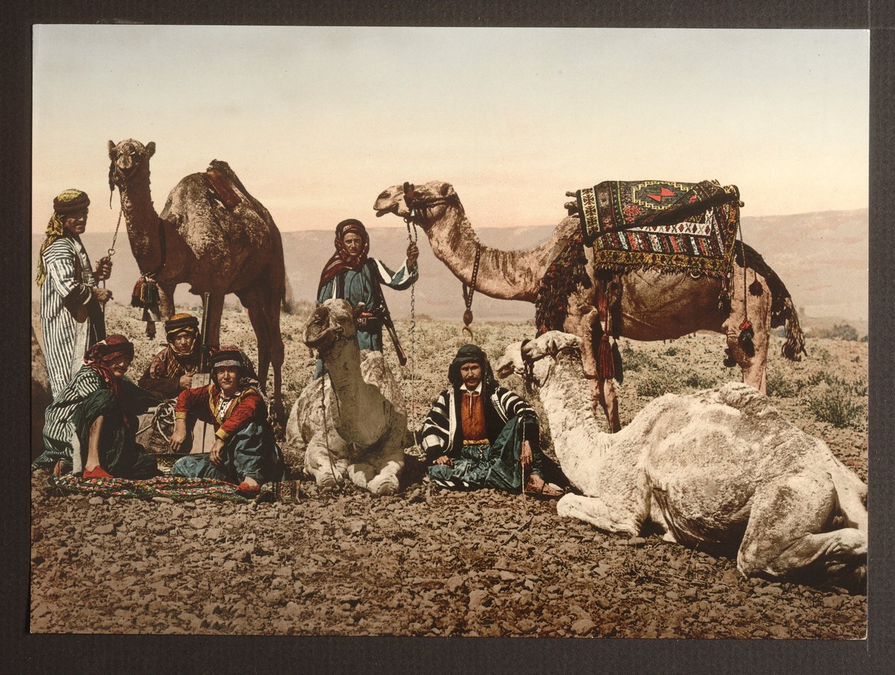 Camel Train in Desert odpoczywający, pub. 1895 autorstwa American Photographer
