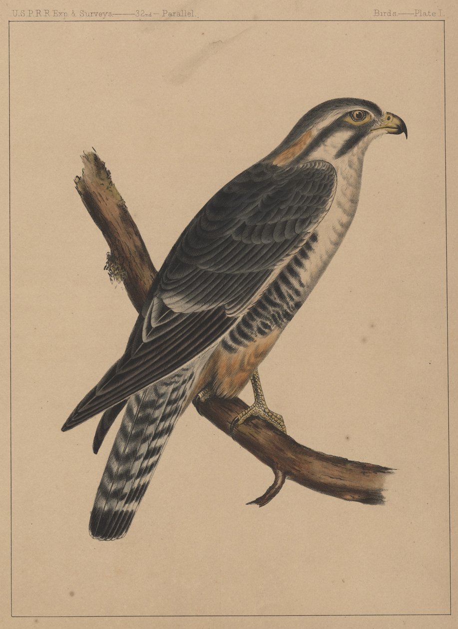 Ptaki, plansza I, 1855 autorstwa American School