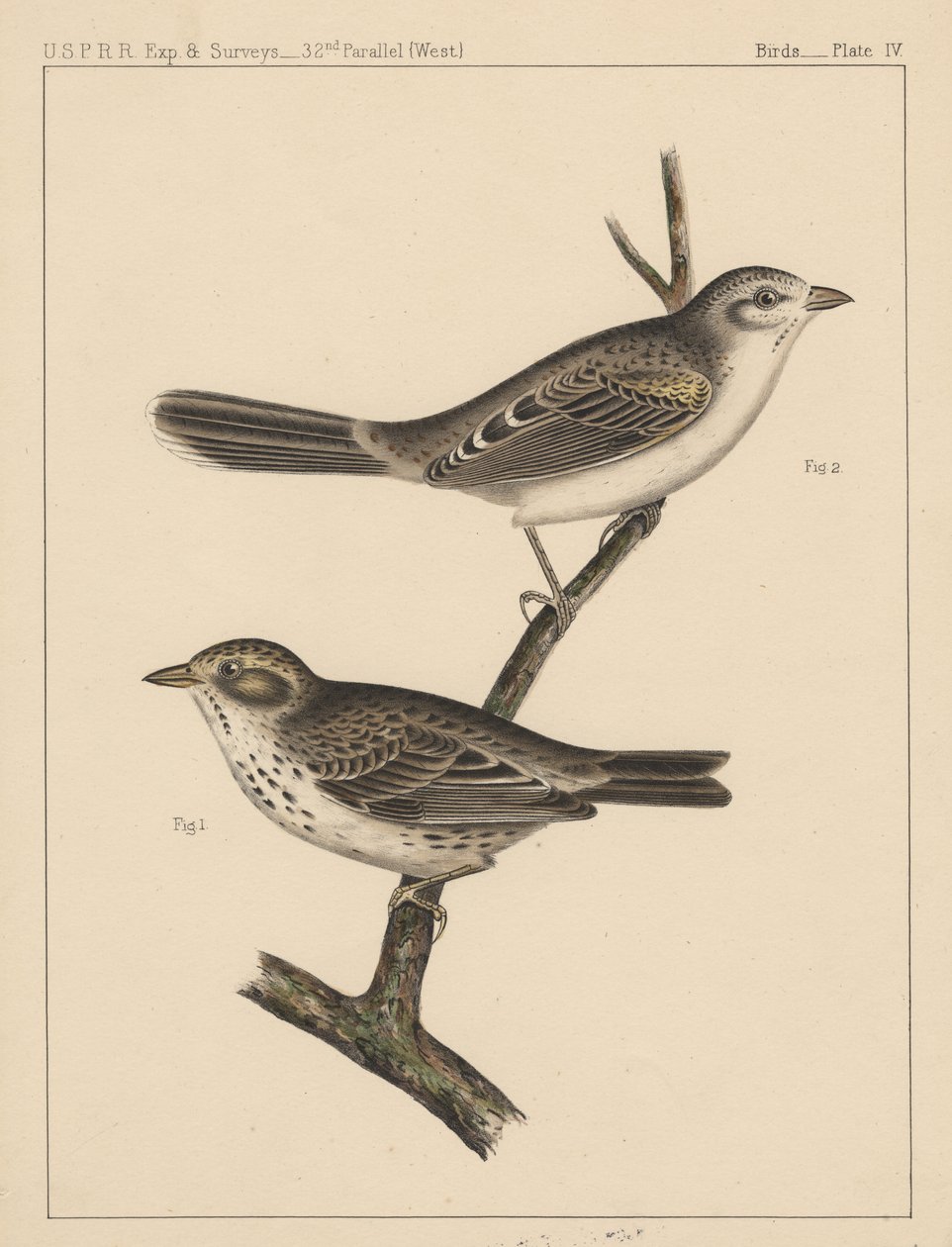 Ptaki, płyta IV, 1855 autorstwa American School