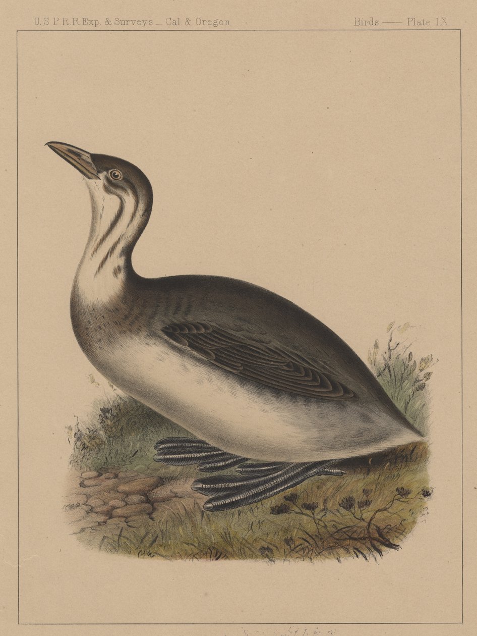 Ptaki, plansza IX, 1855 autorstwa American School