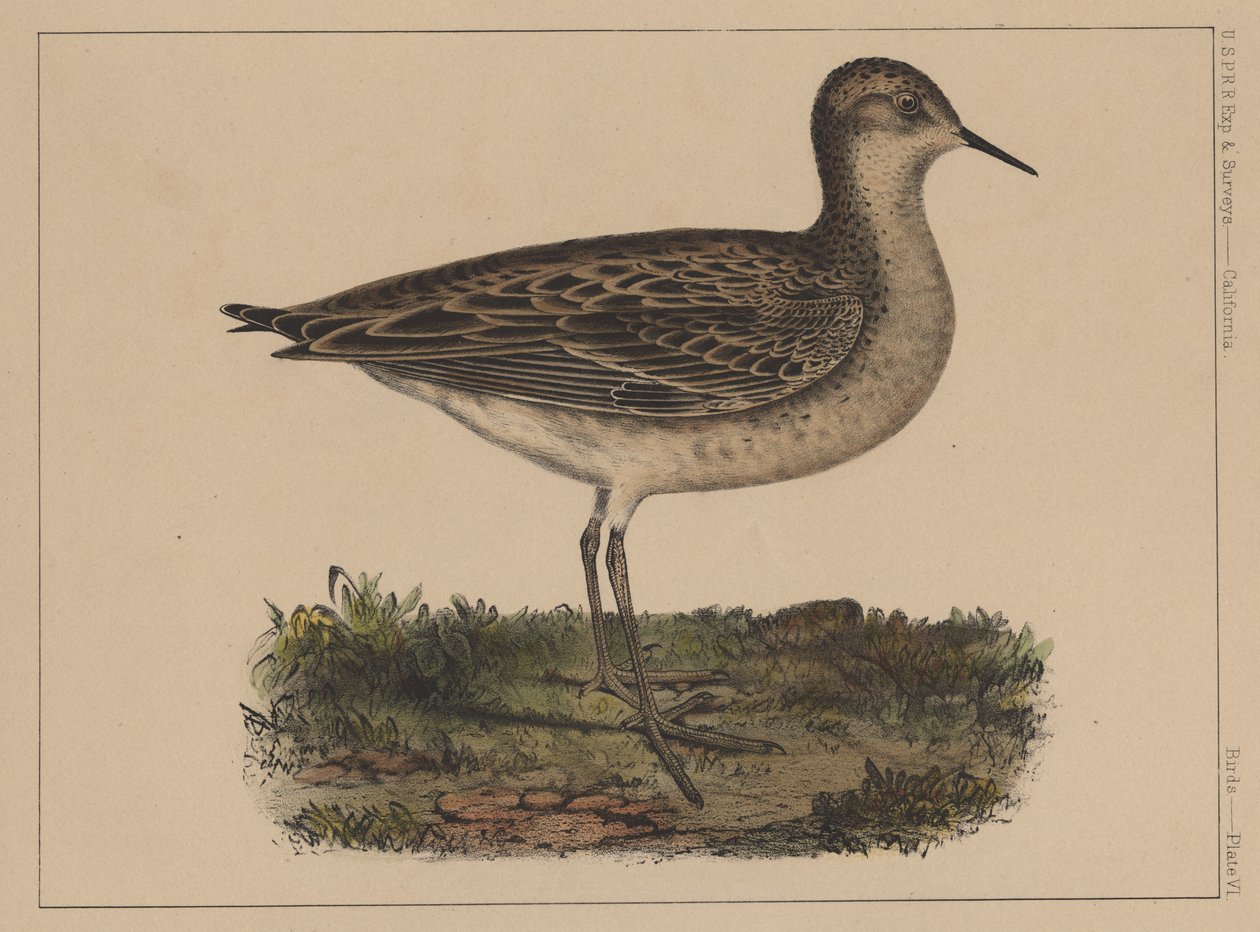 Ptaki, plansza VI, 1855 autorstwa American School