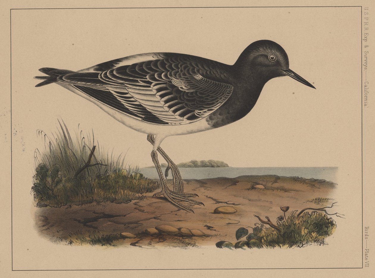 Ptaki, plansza VII, 1855 autorstwa American School
