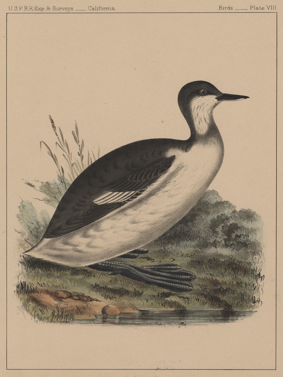 Ptaki, plansza VIII, 1855 autorstwa American School