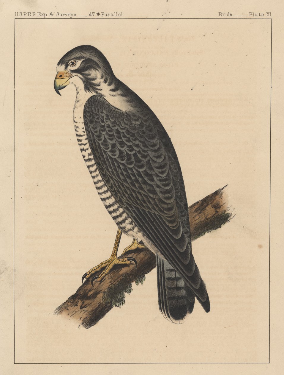 Ptaki, plansza XI, 1855 autorstwa American School